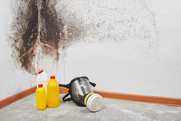 Best Black Mold Removal  in Zimmerman, MN