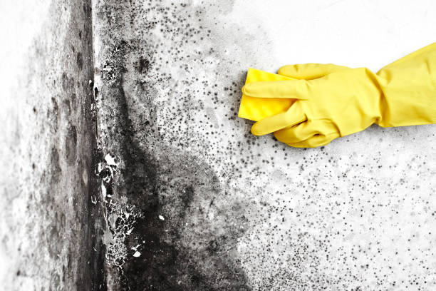 Best Black Mold Removal  in Zimmerman, MN
