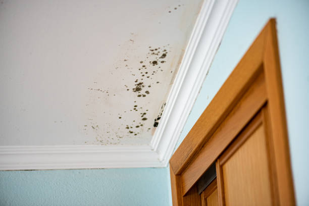 Best Mold Removal Near Me  in Zimmerman, MN