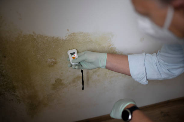 Best Mold Remediation  in Zimmerman, MN
