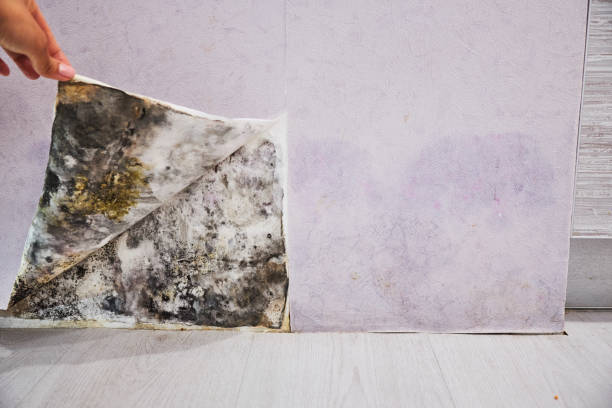 Best Certified Mold Removal  in Zimmerman, MN